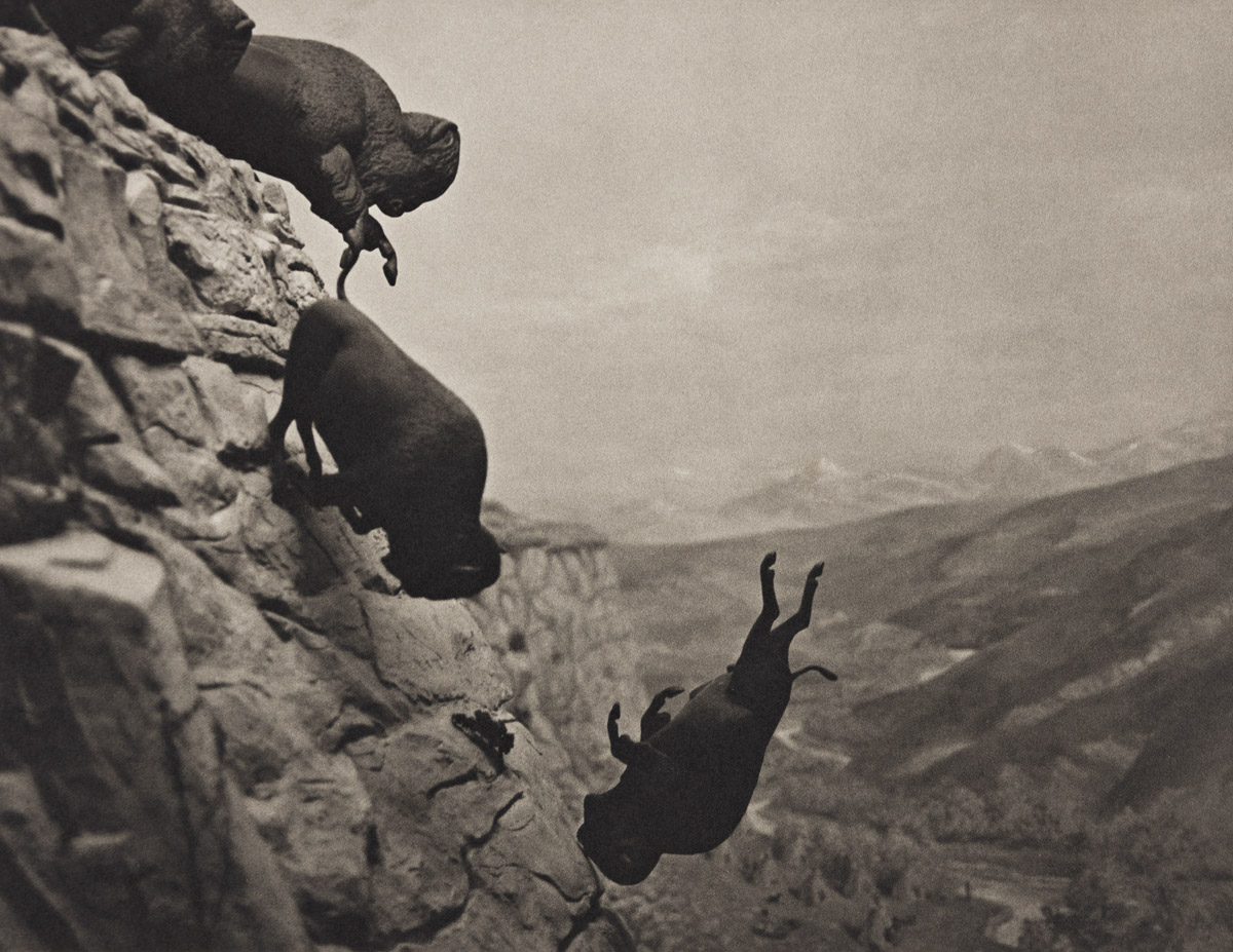 DAVID WOJNAROWICZ (1954-1992) Untitled (Buffaloes).